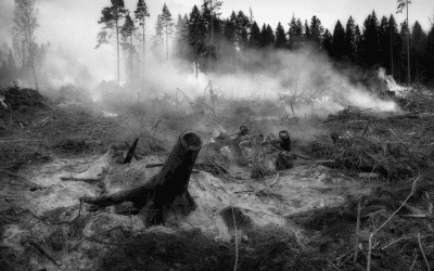 Zombie Fires: How Arctic Wildfires That Come Back to Life Are Ravaging Forests