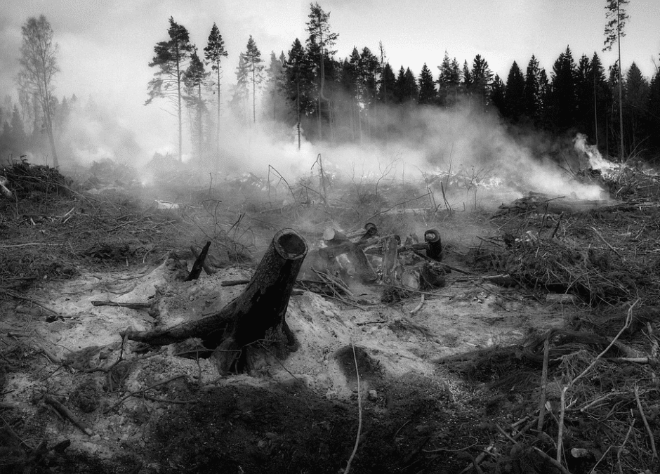 Zombie Fires: How Arctic Wildfires That Come Back to Life Are Ravaging Forests