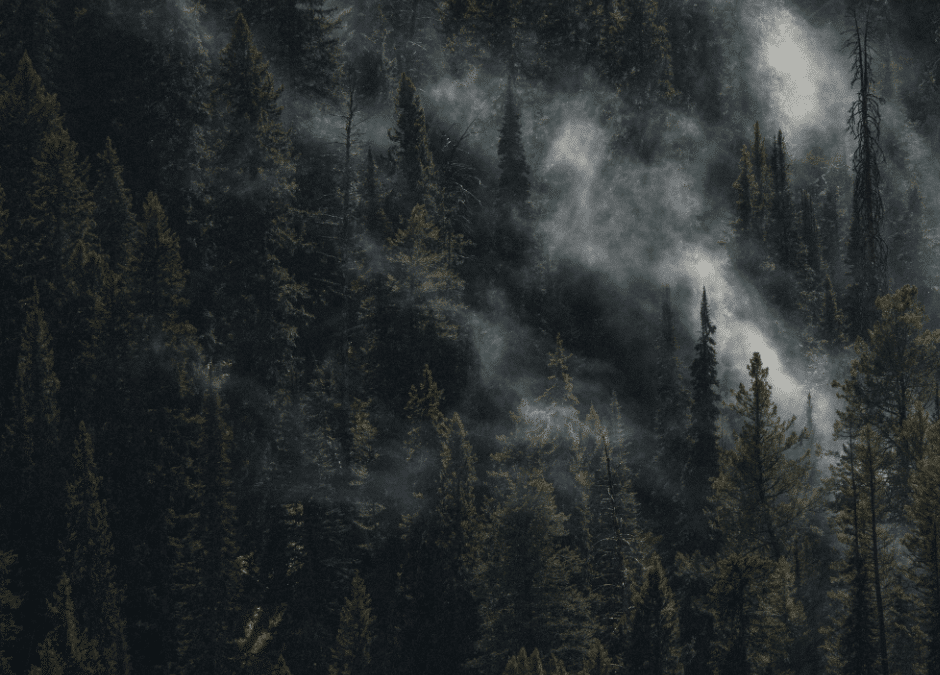 It's Not Too Late to Determine Wildfire Cause