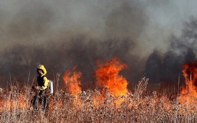 US Forest Service Hiring Freeze Could Have Long-Term Impacts