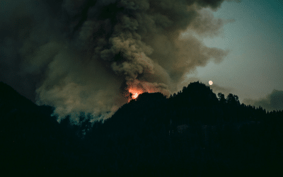 Robotic Dogs Part Of Wildfire Detection Trial