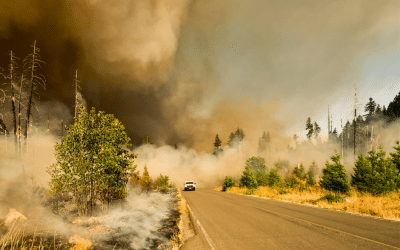 Canada’s Wildfire Paradox: Fewer Fires, Greater Destruction Highlighted In New Analysis