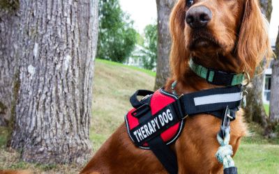 Port Coquitlam Launches Facility Support Dog Program For Firefighter Wellness