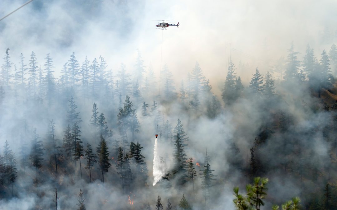 Boreal forests planet-warming ‘time bomb’ as wildfires expand