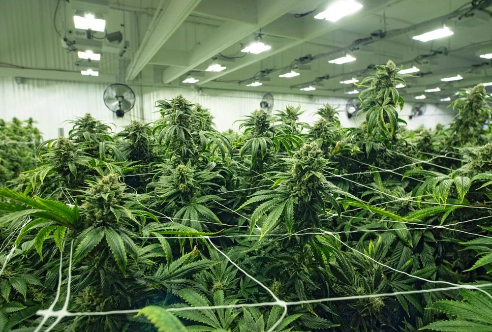 Fire Protection Concerns for Cannabis Operations