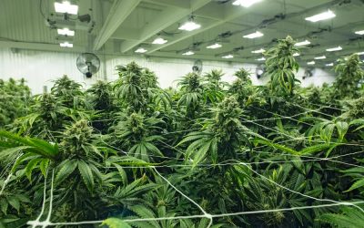 Fire Protection Concerns for Cannabis Operations