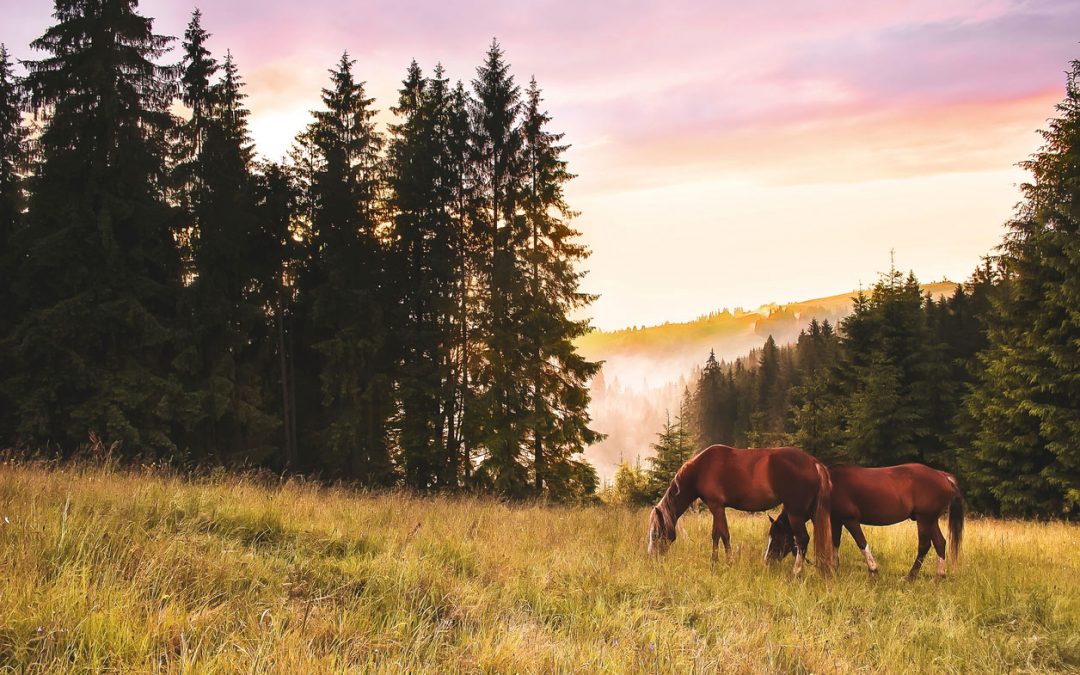 Honour Ranch Ready to Welcome First Responders  