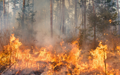 BC issues first fire ban of the season as drought worry grows