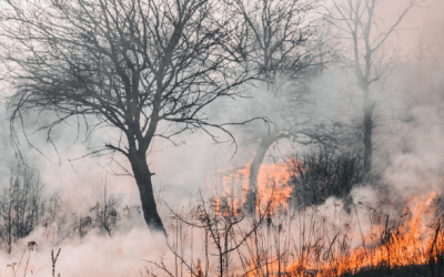 Minnesota’s wildfire season has already started, and fire risk is heightened through the spring.