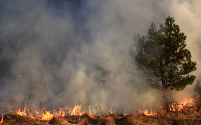 A prescribed burn saved lives and homes on this B.C. First Nation, offering a glimpse at firefighting’s future