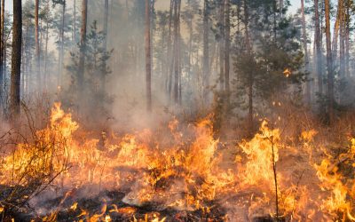 Jasper Wildfire Will Be Allowed To Spread For Ecological Benefits
