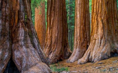 US Forest Service Smoke Jumpers Climb Ancient Trees Subjected to Fire to Assess their Health