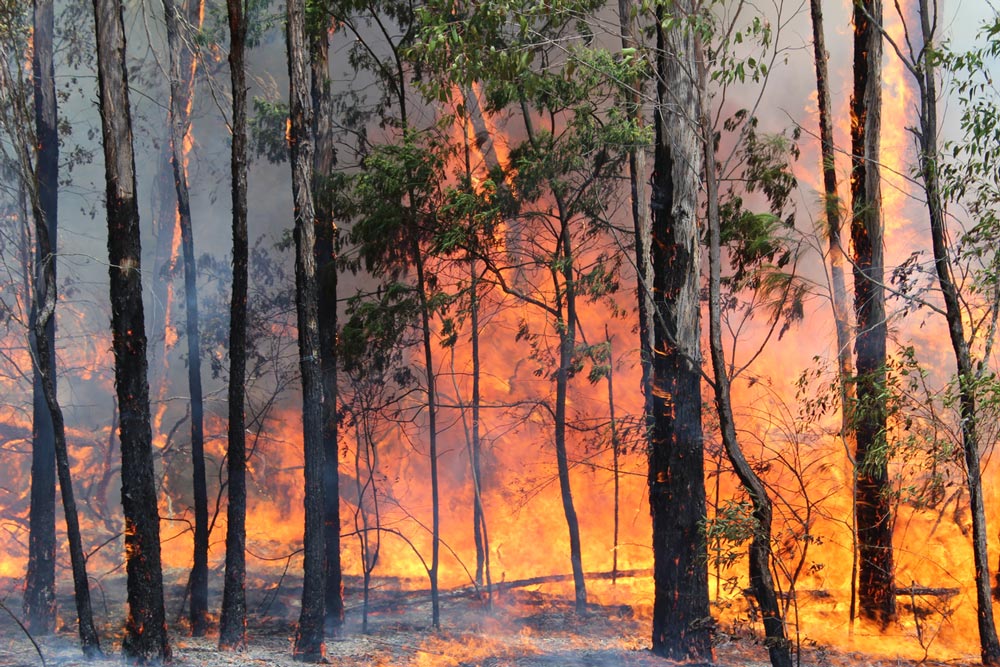 Utility Technology Already Exists for Preventing Wildfires