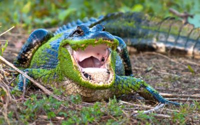 Houston residents warned of risks from bacteria, alligators