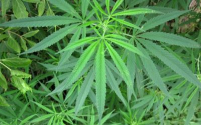 Residential cannabis grow ops need regulation, oversight