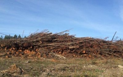 BC regulations allow logging debris to be left on the ground for years