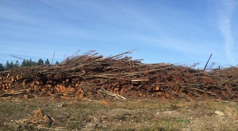 logging debris