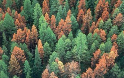 Pine beetle infestations reduce wildfire severity, study suggests