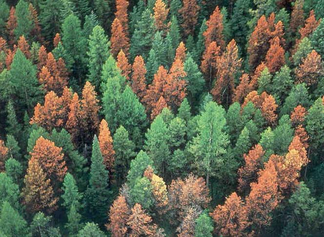 pine beetles