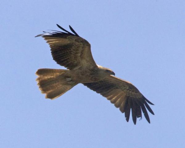 Are Australian birds intentionally starting fires?