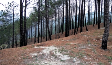 Long after Wildfire Cause Investigation, Nature Cleans Up