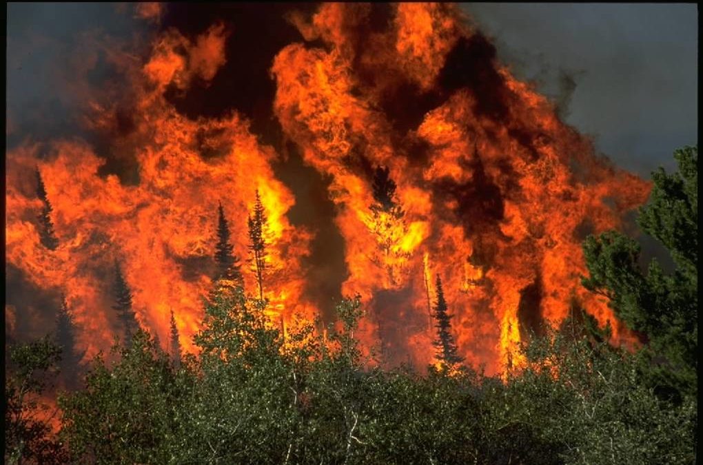 Review cites need for research on wildfire, chemical interactions