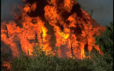 Clearing or burning beetle ravaged forests would remove wildfire fuel