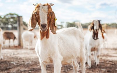 Goats Used as a FireSmart Tactic