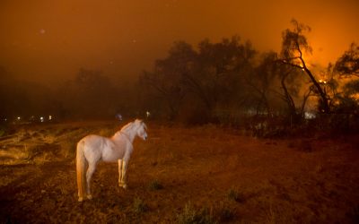 Impact on Animals in a Wildfire